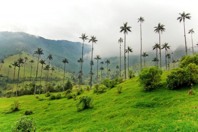 Valle de Cocora